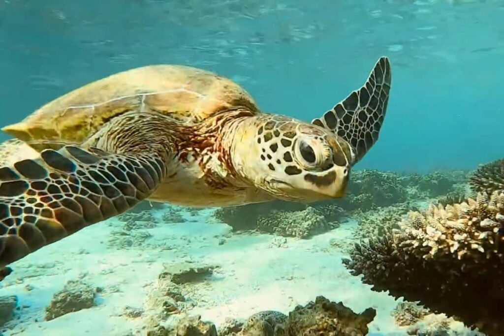 Ningaloo Reef Turtle