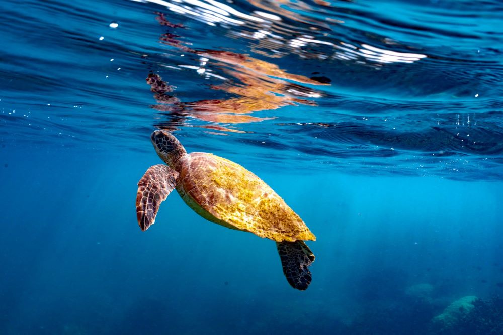 Green Sea Turtle © Divers Den