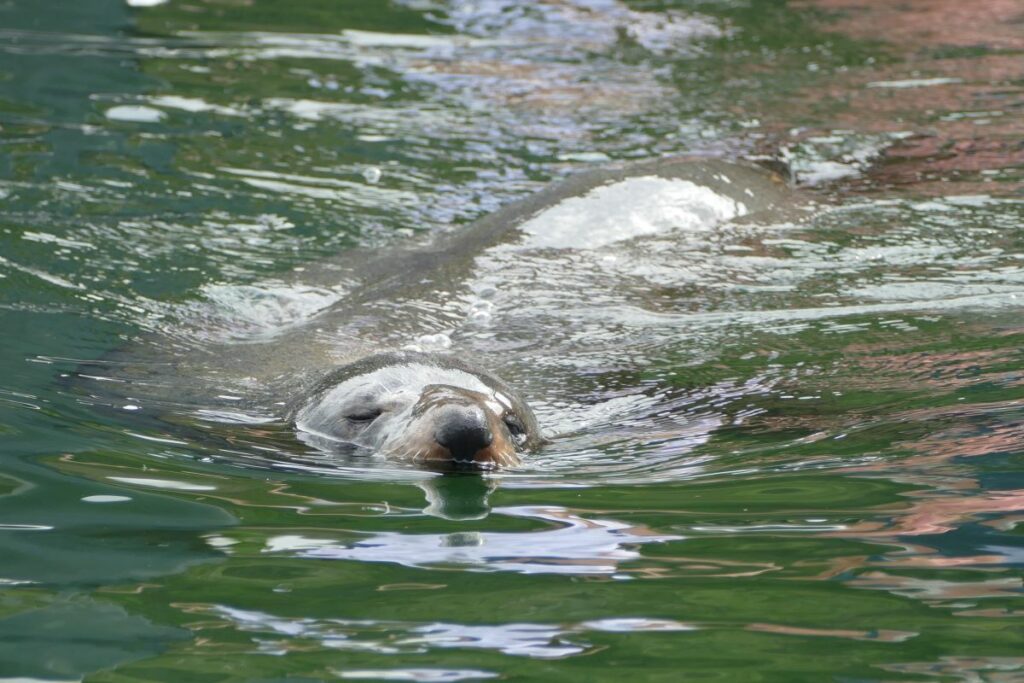Narooma Seals