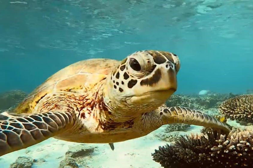 Ningaloo Reef Turtle