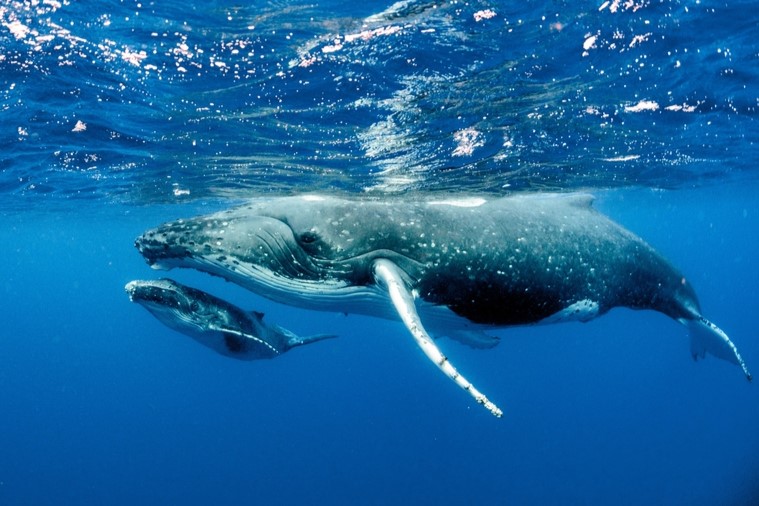 Humpback Whale & Calf