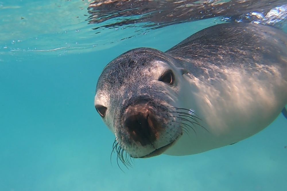 Australian Sea Lion