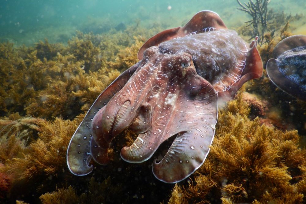 Stony Point Cuttlefish