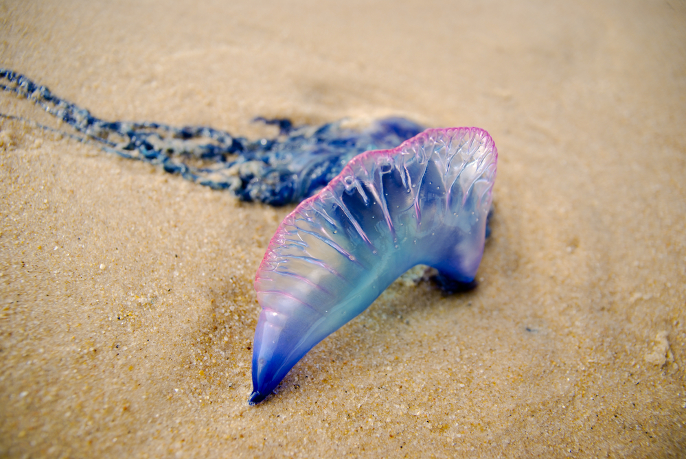 Bluebottle Jellyfish 