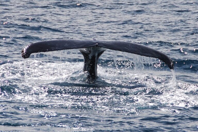 Coffs Harbour Whales