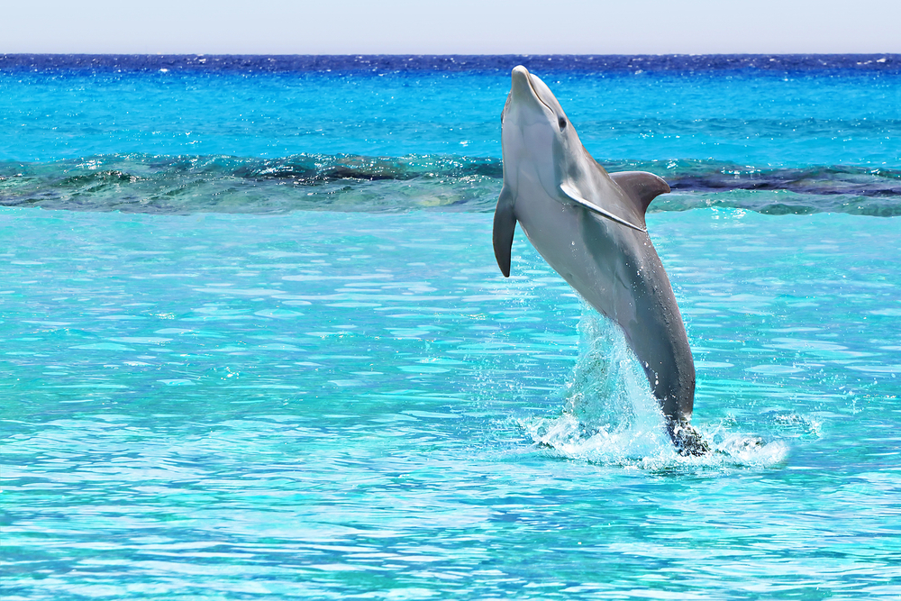 Dolphin Jumping