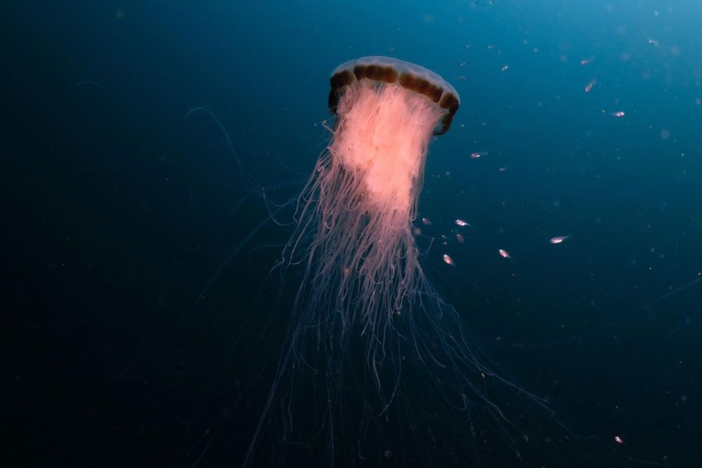 Lion Mane Jellyfish