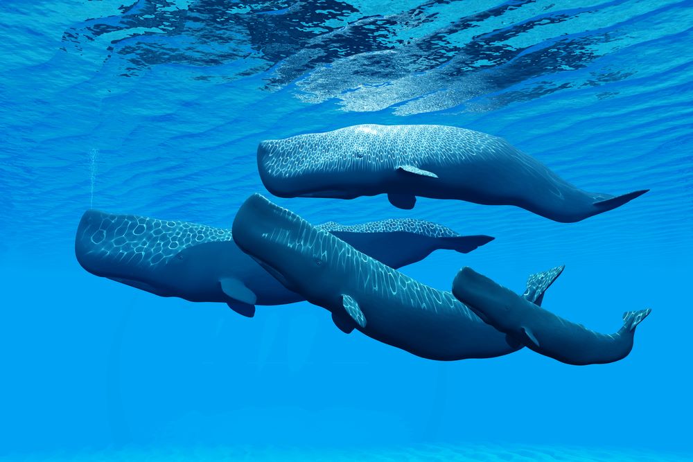 Sperm Whale Family Pod