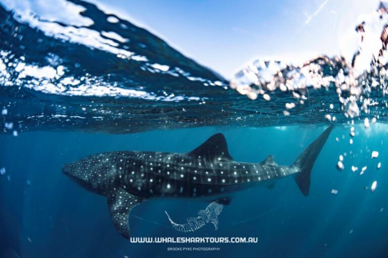 Whale Shark on Ningaloo Reef