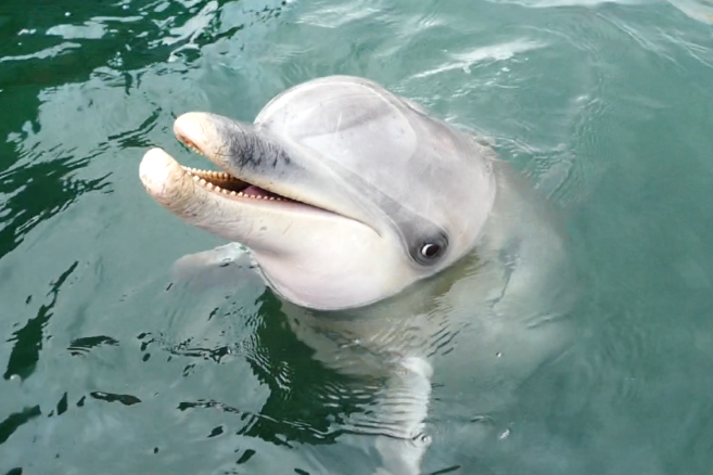 dolphin communication