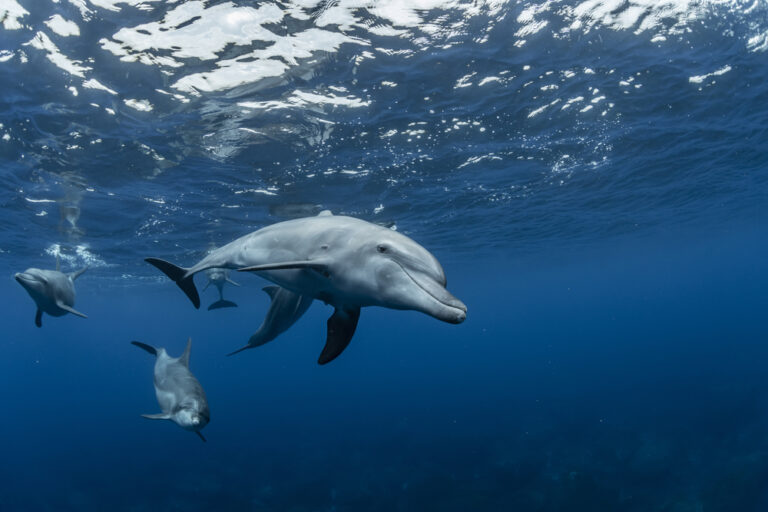 Bottlenosed Dolphins