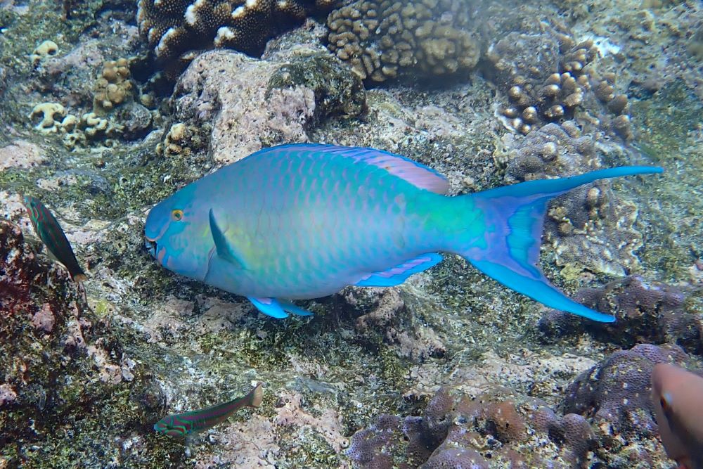 Bridled Parrot Fish
