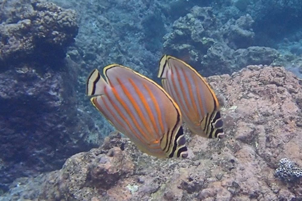 Ornate Butterfly fish