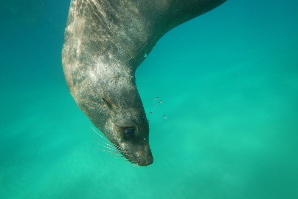 Australian Fur Seals